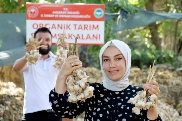 Rusya ve Almanya’nın organik antibiyotiği Aksaray’dan
