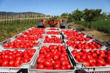 Rusya’ya domates ihracatında kota 350 bin tondan 500 bin tona çıkarıldı
