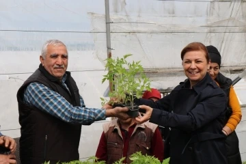 Safranbolu’da halka maniye fideleri dağıtılıyor
