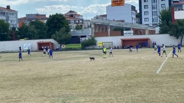 Sahaya giren köpek maçı durdurdu
