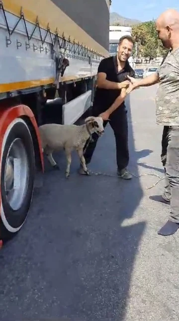 Sahibinin elinden kaçan koç kara yolunda dakikalarca koştu
