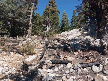 Saimbeyli’de çıkan orman yangını söndürüldü
