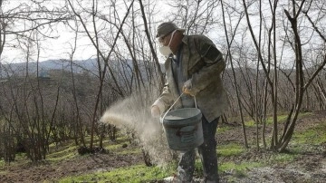 Sakarya'da fındıkta aside karşı "granül kireçli" önlem