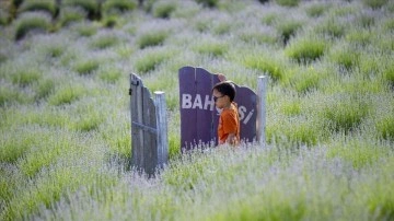 Sakarya'da lavanta bahçesi ziyaretçilerini ağırlıyor