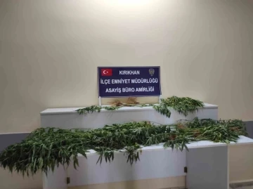 Saksıda yetiştirilen hint kenevirleri ele geçirildi
