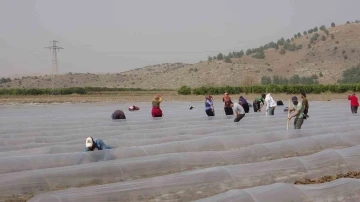 Salçalık biber fideleri toprakla buluştu
