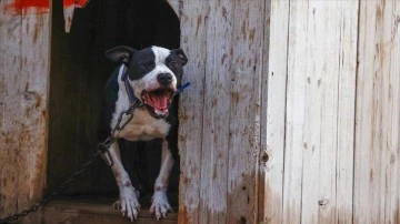 Saldırdığı yaşlı kadının bacağının kesilmesine neden olan Pitbull'un sahiplerine dava