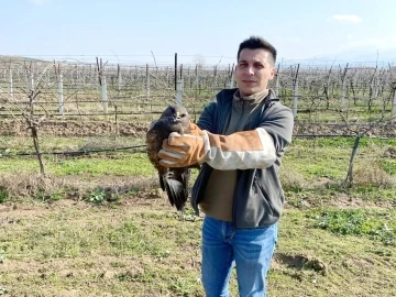 Salihli’de yaralı halde bulunan şahin tedavi altına alındı
