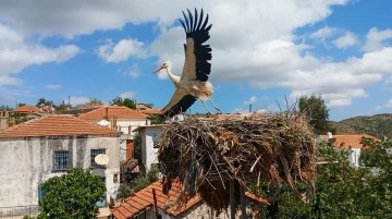 Saman ipleri leylekleri tehdit ediyor
