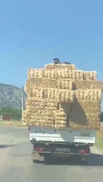 Saman yüklü römorkta tehlikeli yolculuk
