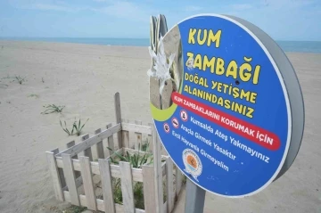Samsun sahilinde açan kum zambağını koparan yandı: Cezası 387 bin TL
