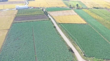 Samsun tarım ürünlerinde Türkiye’de ilk sıralarda
