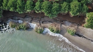 Samsun'da kıyı erozyonu çam ağaçlarını devirdi