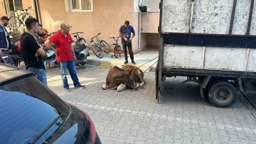 Sancaktepe’de kaçan kurbanlık yakalandı, 1 kişi yaralandı
