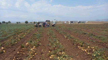 Sandıklı’da 40 bin dekar alanın üzerinde ekimi yapılan patates hasatı başladı
