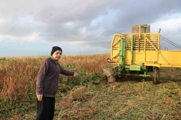 Sandıklı’da bu yıl 100 bin ton üzerinde şeker pancarı rekoltesi bekleniyor
