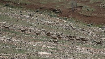 Şanlıurfa'da koruma altındaki ceylanlar depremi kayıpsız atlattı