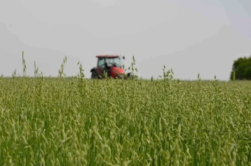 Saray’da ’tarla günü’ düzenlendi
