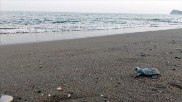 Sarıgerme sahilindeki yuvalardan sezonun ilk caretta caretta yavruları çıktı