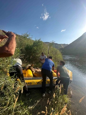 Sarıkamış’ta Aras Nehri’ne düşen büyükbaş hayvan kurtarıldı
