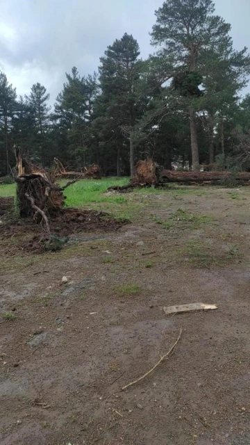 Sarıkamış’ta rüzgar ağaçları yerinden söktü
