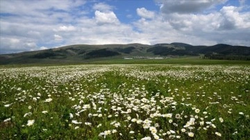 Sarıkamış'ın doğası papatya ve gelinciklerle süslendi