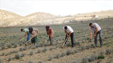 Şehirdeki işlerini bırakan iki kardeş baba topraklarında tıbbi aromatik bitki yetiştiriyor