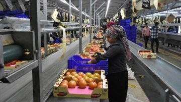 Selden etkilenen Kumluca'da domates ihracatı hız kesmeden sürüyor