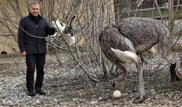 Bursa'da deve kuşları mevsimleri karıştırdı kışın yumurtlamaya başladı