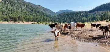 Sıcaktan bunalan inekler gölette serinledi
