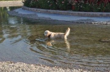 Sıcaktan bunalan sevimli köpek çözümü süs havuzunda buldu
