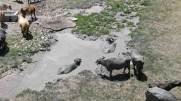 Sıcaktan en çok etkilenen onlar oldu, çareyi çamur banyosunda buldular
