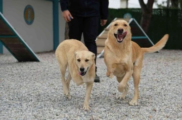 Şiddet mağduru köpeklere müzikle terapi
