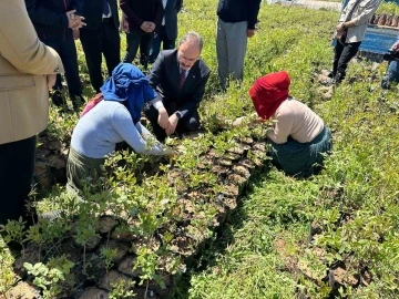 Siirt’te 125 bin adet fıstık fidanı törenle dağıtıldı
