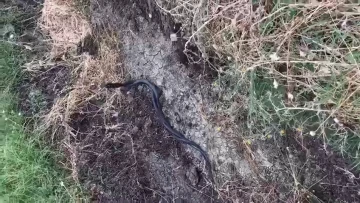 Siirt’te yılanların çiftleşme dansı böyle görüntülendi
