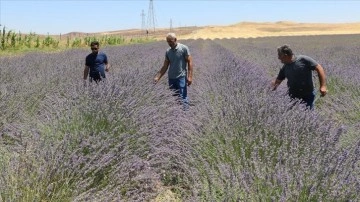 Siirt'te alternatif ürün olarak ekilen lavanta çiftçinin gözdesi oldu