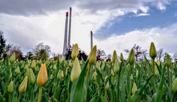 Şimdi Erzurum’da lale zamanı
