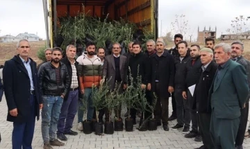 Sincik’te çiftçilere zeytin fidanı dağıtıldı
