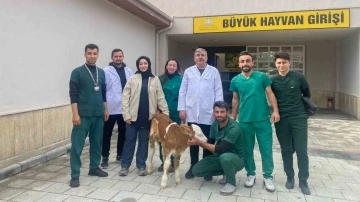 Sindirim sistemi problemi yaşayan 2 günlük buzağı sağlığına kavuşturuldu
