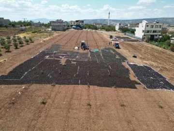 Sınırın sıfır noktasında tarlalar siyaha boyandı
