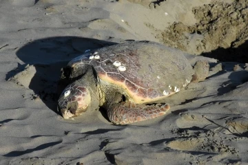 Sinop’ta nesli tükenmekte olan caretta caretta ölü halde bulundu
