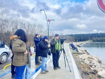 Sinop’ta su kuşu sayımı
