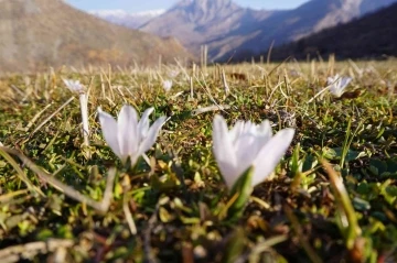 Şırnak’ta 2 metre karın yağdığı bölgeler kardelenlerle beyaza büründü
