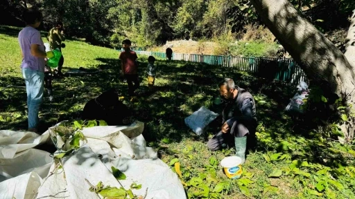 Şırnak’ta ceviz hasadı başladı
