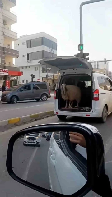 Şırnak’ta koyunu bagajda taşıdılar
