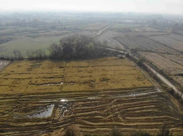 Siyah pirinç hasadına başlandı
