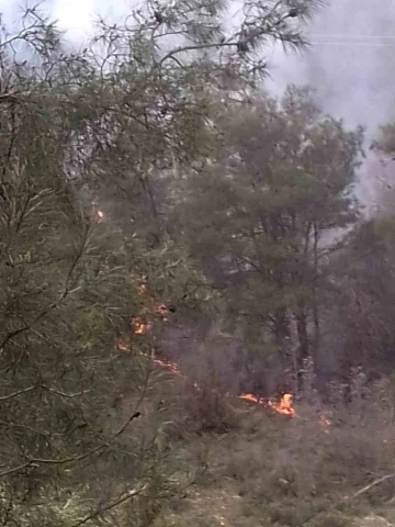 Söğüt’te çıkan orman yangını korkuttu
