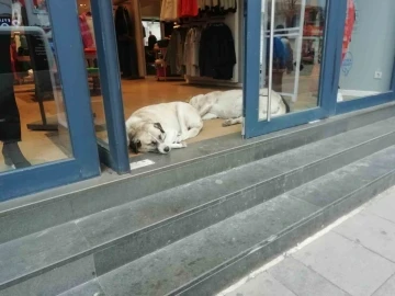 Sokak hayvanları soğuktan böyle korundu
