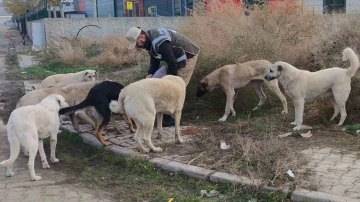 Sokak hayvanlarının can dostu HAYDİ polisleri: Onlarcasını elleriyle beslediler
