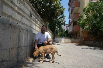Sokak köpeğine şiddete şahit oldu, üzerine kayıtlı olmadığı için şikayetçi olamadı
